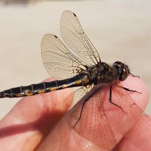 Meet your Posher, Barbara